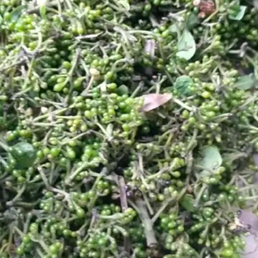 洪江市山胡椒 木姜子