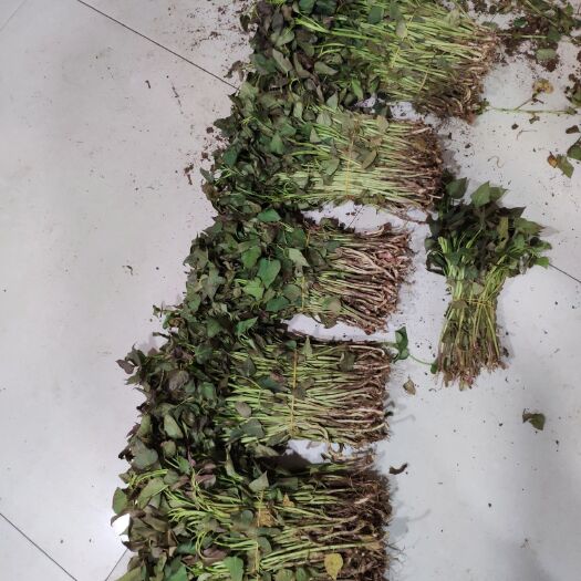 元氏县济薯26号红薯苗 15~25cm