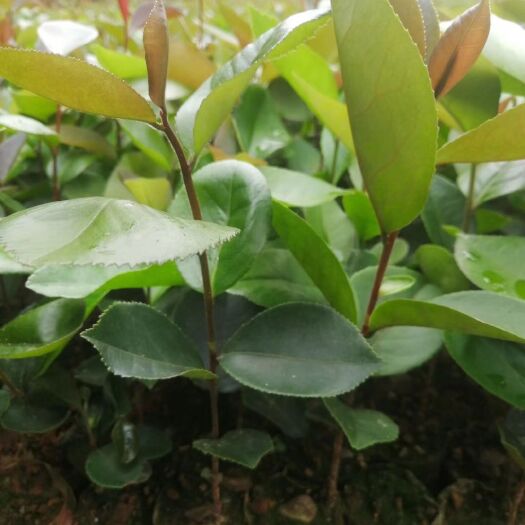 灵山县油茶苗