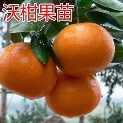 灵山县沃柑苗 嫁接苗 0.35~0.5米