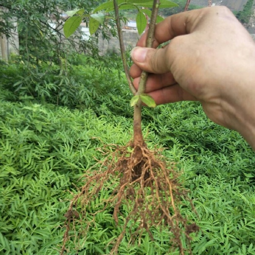 西昌市青花椒苗