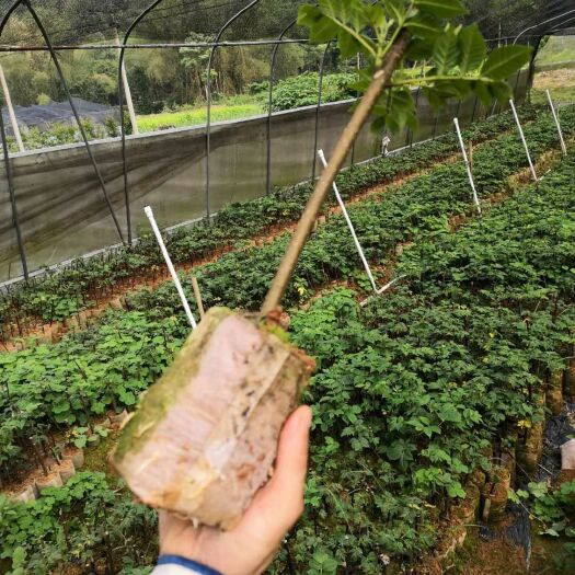 河池吴茱萸