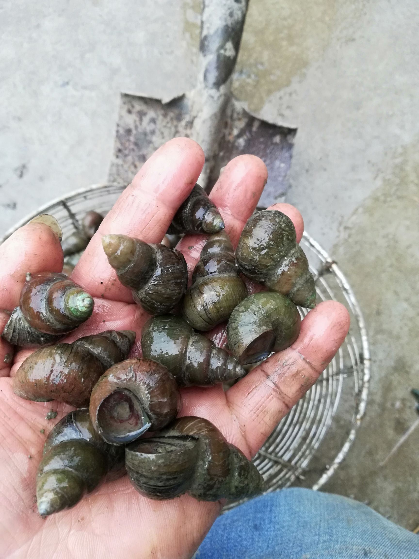 薄壳无青苔特大石螺，各种规格长年长期供应。