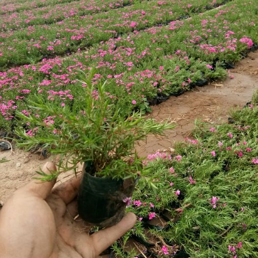 青州市丛生福禄考