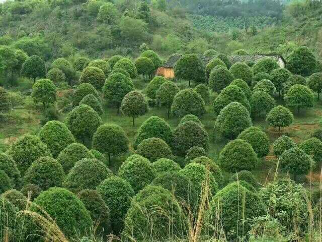 桂花树