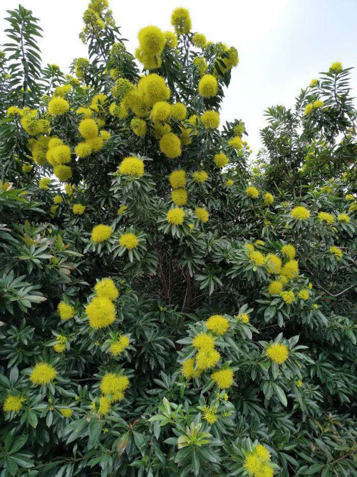 金蒲桃 原产澳洲，花期长花黄色鲜艳夺目