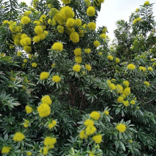 宾阳县金蒲桃 原产澳洲，花期长花黄色鲜艳夺目