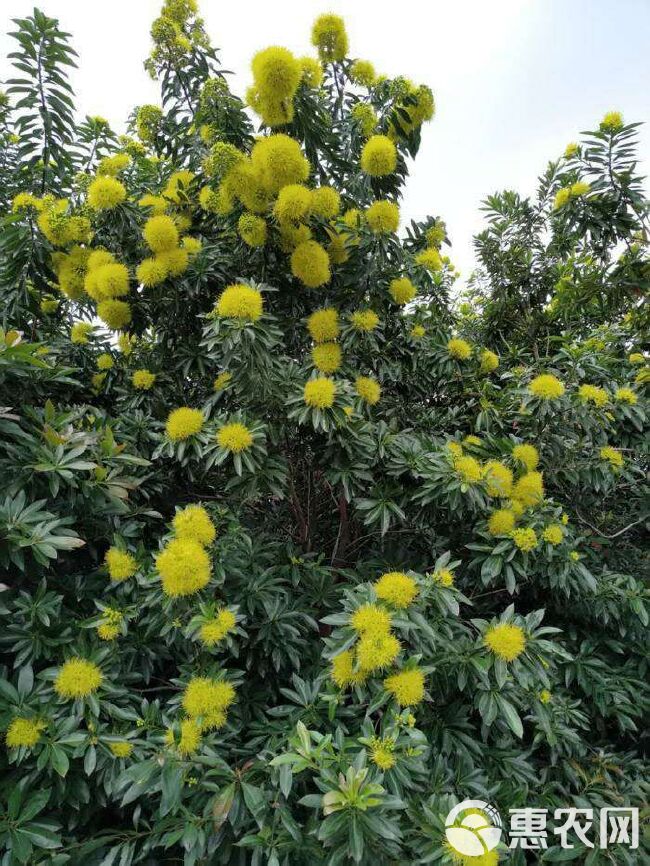金蒲桃 原产澳洲，花期长花黄色鲜艳夺目