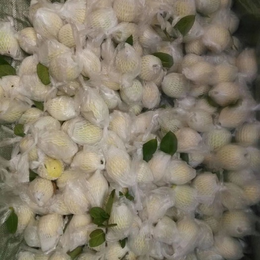 广州胭脂红番石榴 150-200克