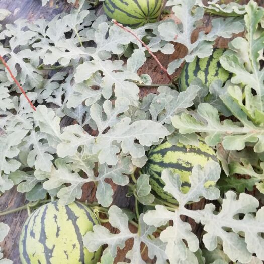 泰安双星西瓜 8斤打底 8成熟 1茬 有籽
