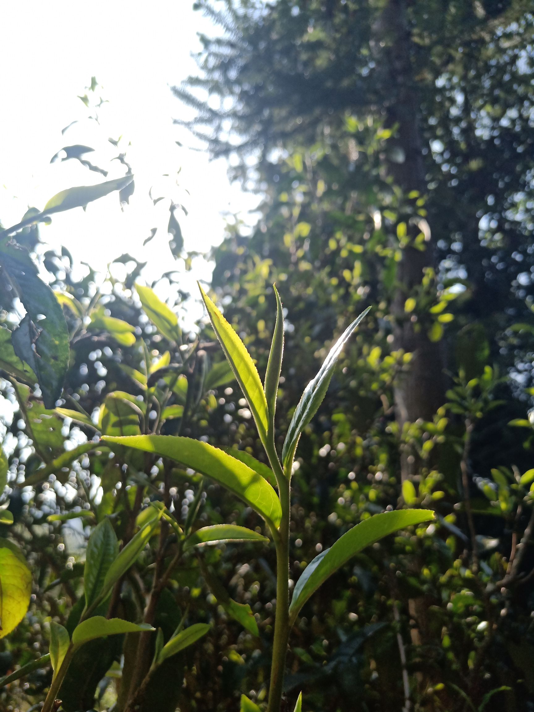 古樹普洱茶 邦崴單株