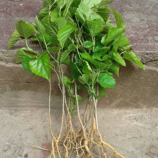 灵山县果桑苗