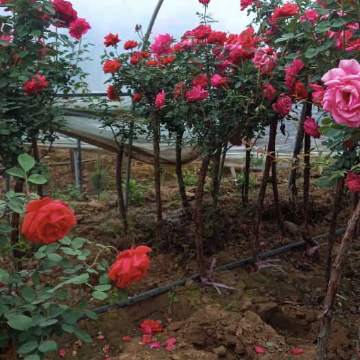 沭阳县丰花月季