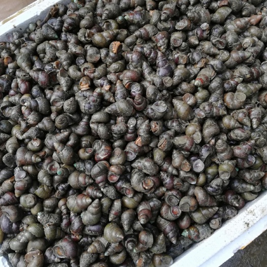 薄壳无青苔特大石螺，各种规格长年长期供应。