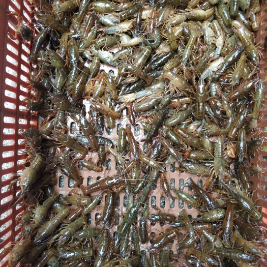 桂林龙虾苗
