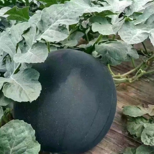 蒲城县黑皮无籽西瓜 10斤打底 8成熟 1茬 无籽