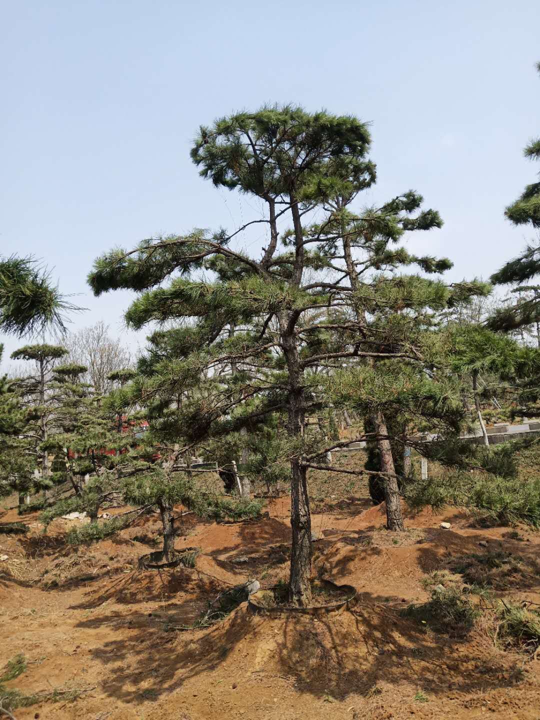 造型油松