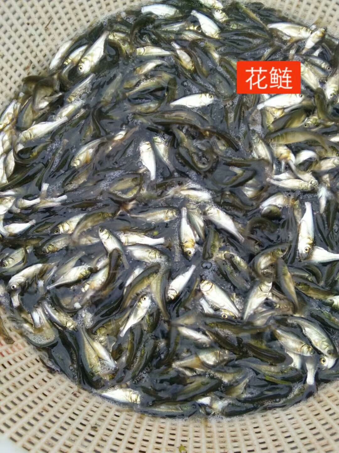 草鱼苗