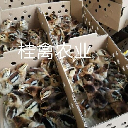 南宁黑瑶鸡苗