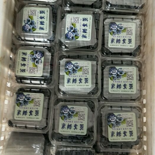 庄河市 优质蓝莓，欢迎采购，14mm以上，保大