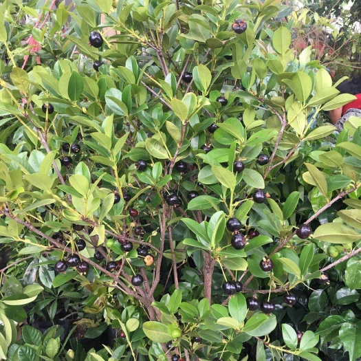 鹤山市巴西樱桃苗
