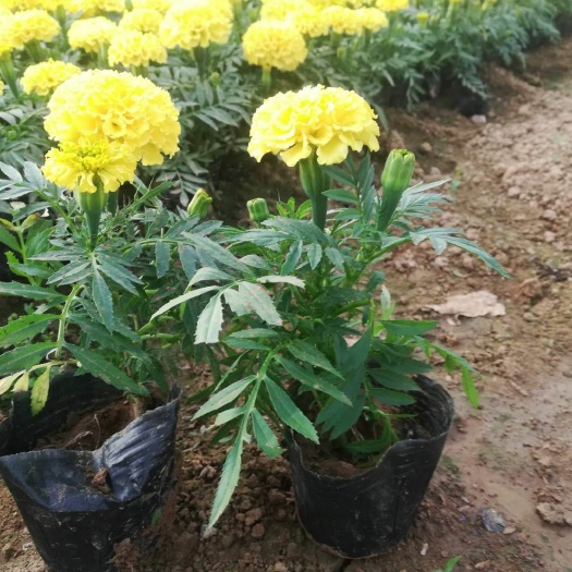 济南万寿菊