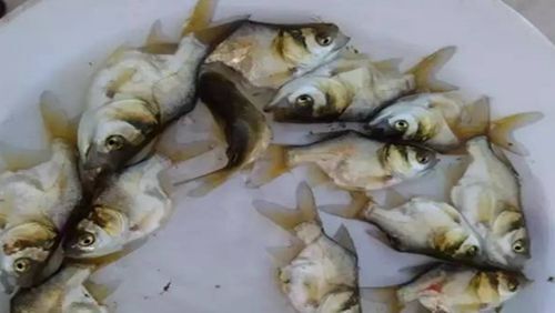 清远缩骨鳙鱼苗 缩骨大头鱼，又称仙骨鱼