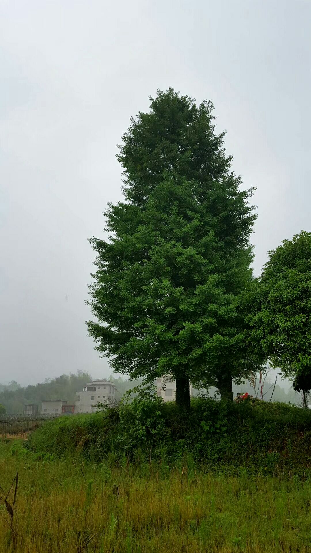 桂花树