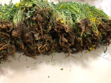 黄莲花
