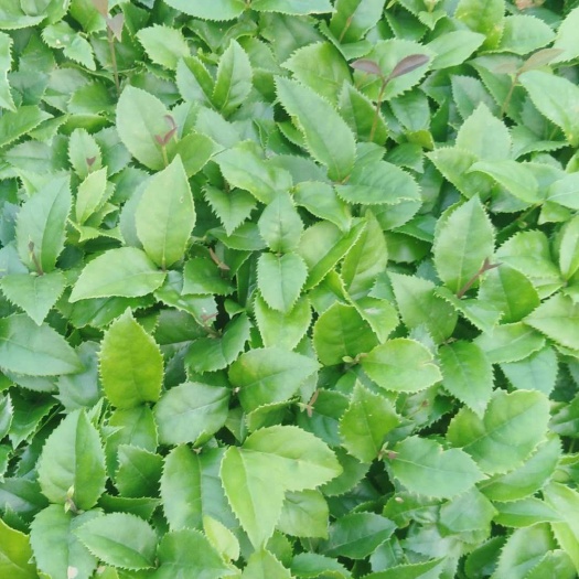 阳朔县桂花树苗
