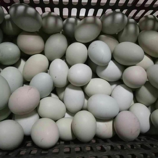 汾西县乌鸡蛋 食用 箱装