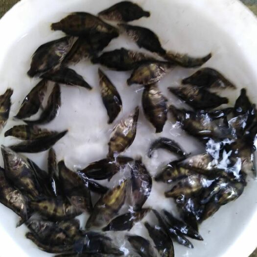 佛山 桂花鱼苗，优价廉价格实惠，欢迎订购！