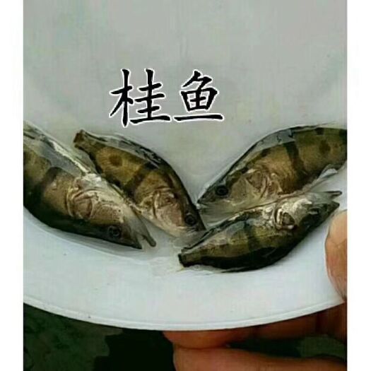 博罗县桂鱼苗