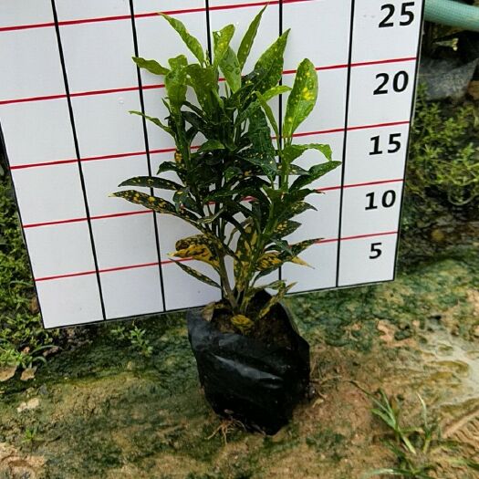 漳州洒金变叶木