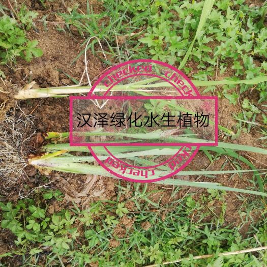 微山县黄菖蒲