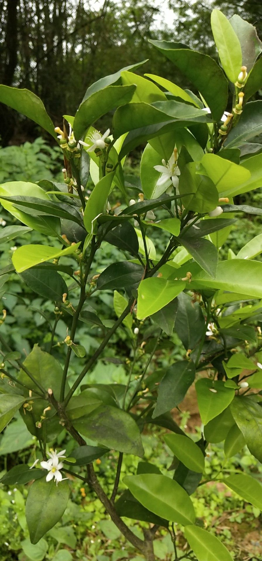 沃柑苗 嫁接苗 0.35~0.5米