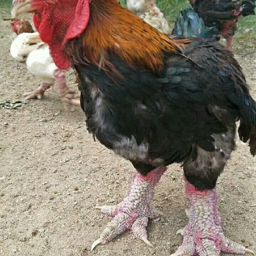 南宁东涛鸡苗 东涛鸡脱温苗 大脚鸡