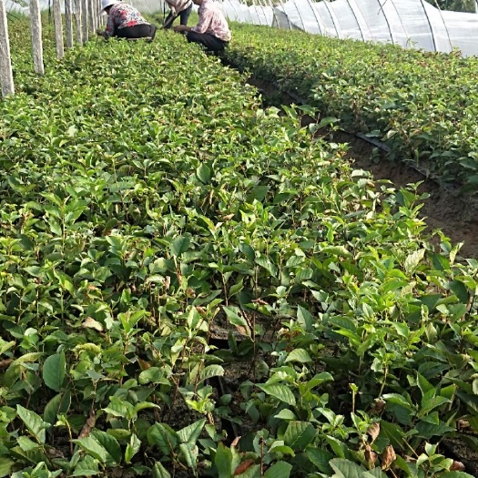 新泰市脱毒矮化樱桃苗