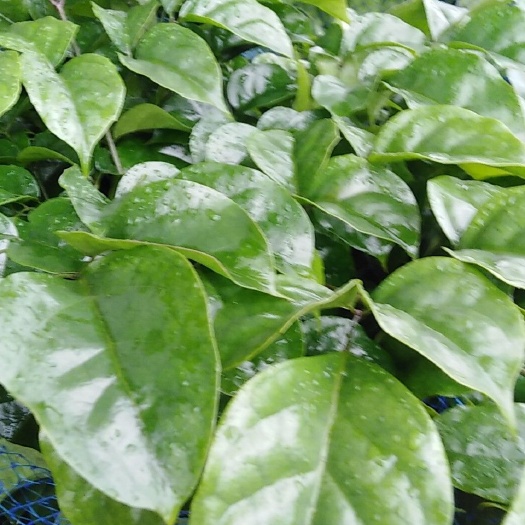 四会市海南菜豆树 1~1.2m