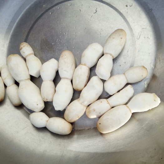 叶县鸡腿菇 人工种植 鲜货