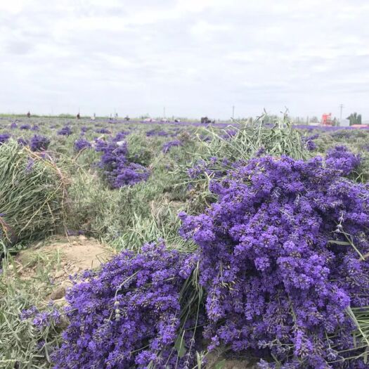 霍城县薰衣草干花
