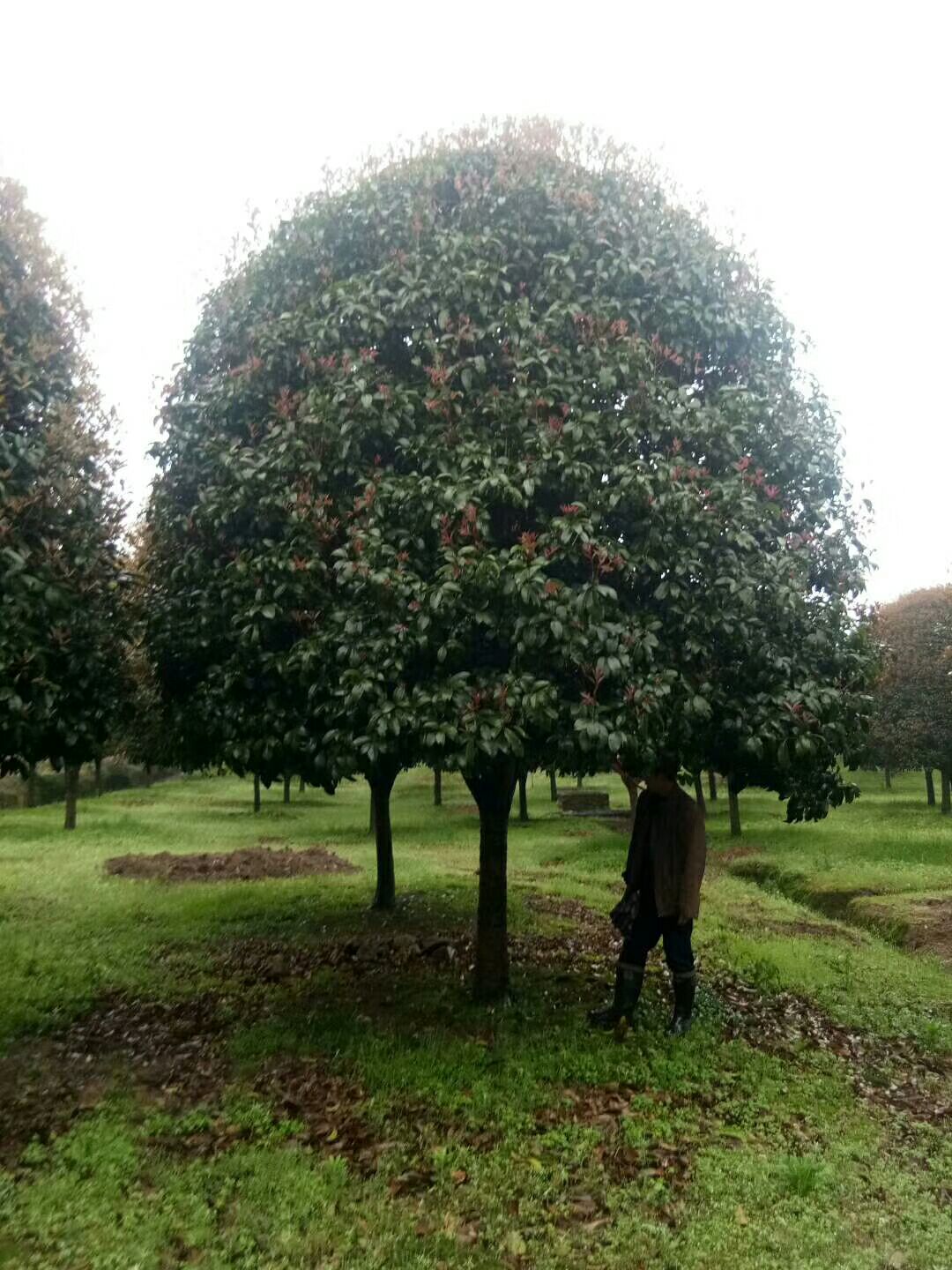 桂花树