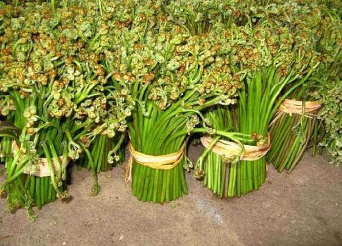 海城市野生蕨菜 鲜货