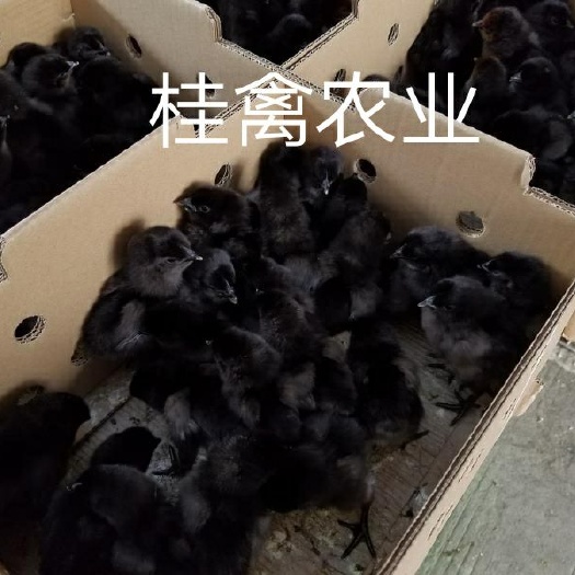 南宁绿壳蛋鸡苗