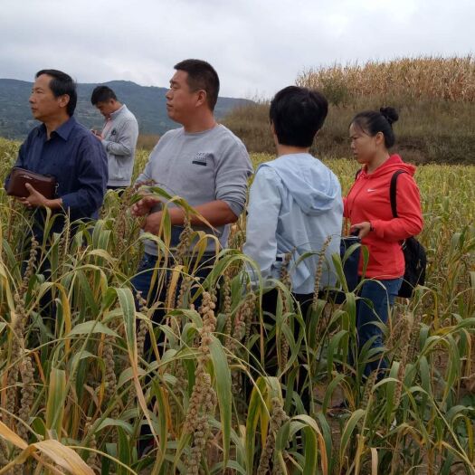 长治黑小米