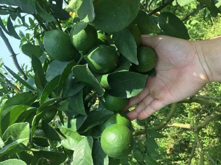 青柠檬 海南5.0/箱  包邮包售后