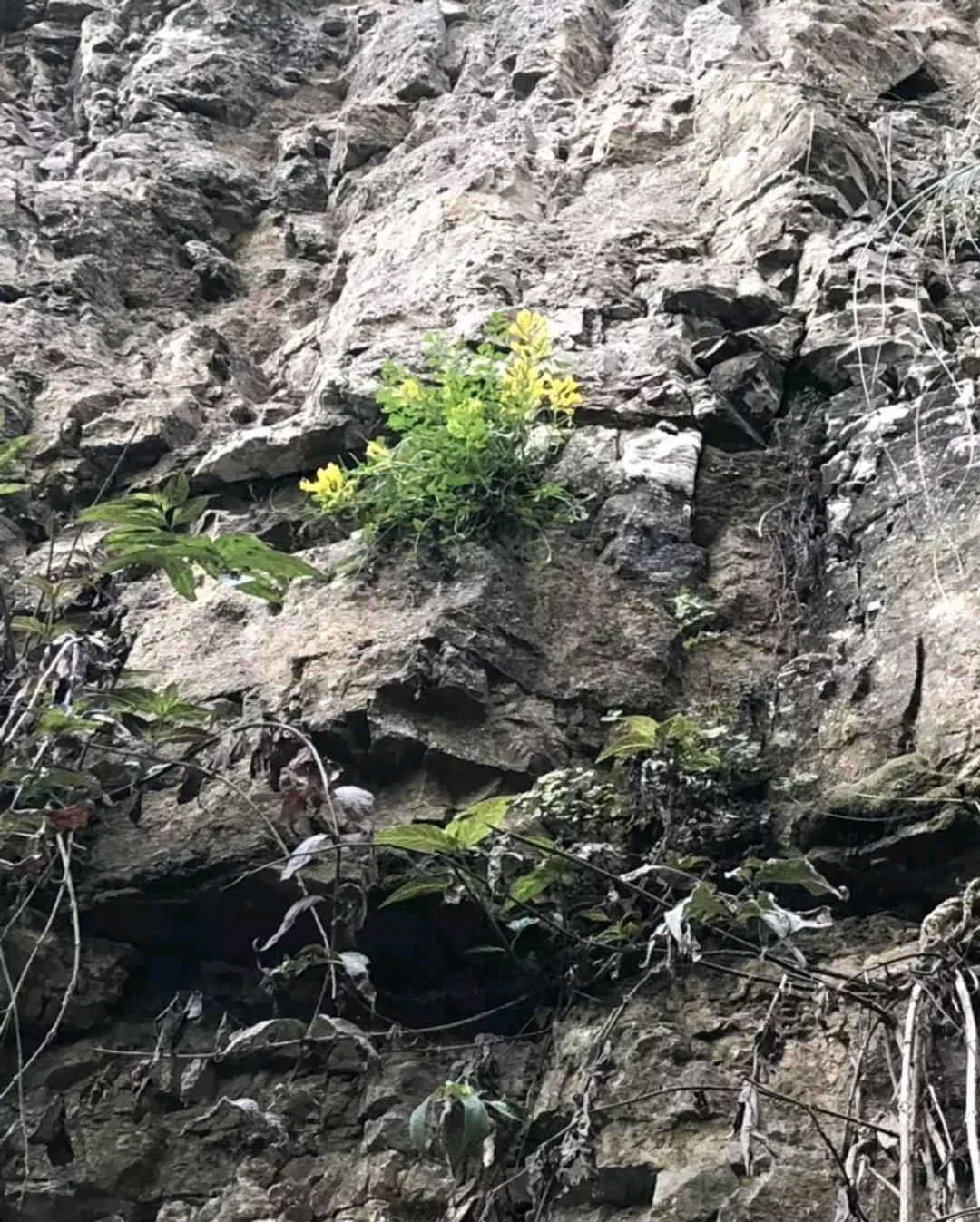 黄莲花