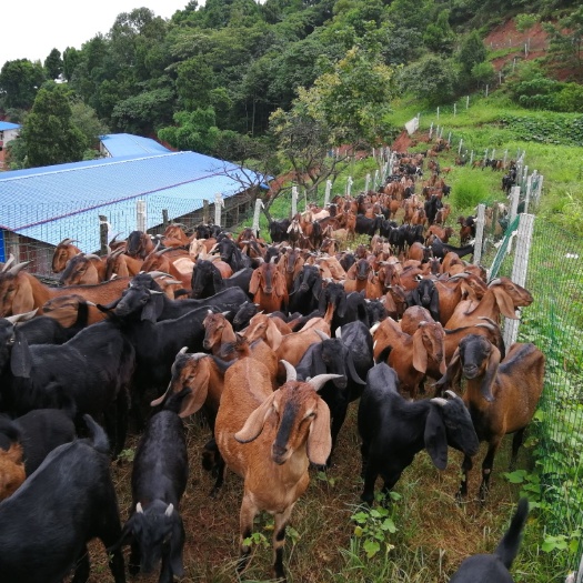 仁寿县简阳大耳羊 30-50斤