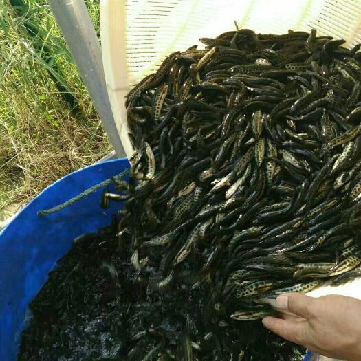 蓬溪县黑鱼苗