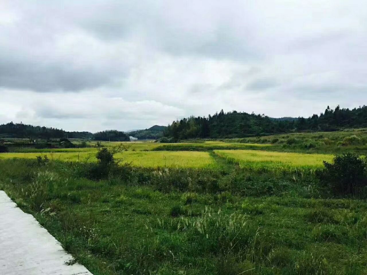 杂交稻 福建省莆田市仙游县 中稻/一季稻